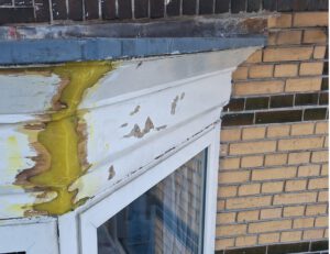 Houtrot behandeld